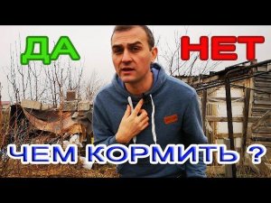 ЧЕМ кормить кур и другую птицу, а чем нет - особенности кормления