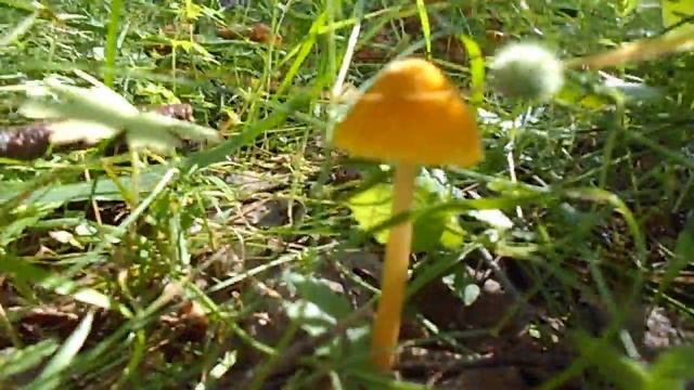 Поганка / Гигроцибе смотреть онлайн