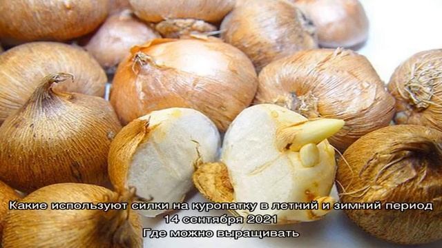 Посадка крокусов разных сроков цветения в открытый грунт смотреть онлайн