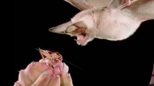 Летучие мыши