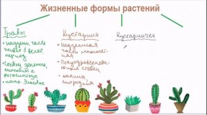 Жизненные формы растений.mp4