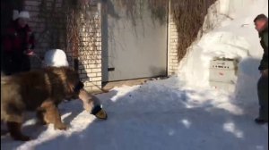 Кавказские овчарки АЛЕКСАНДРОВА СЛОБОДА на защите