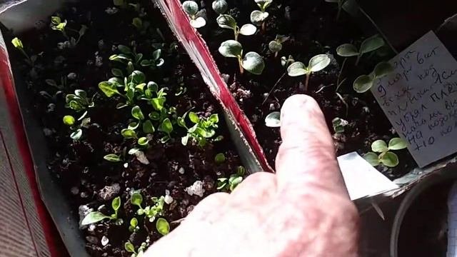 Как вырастить цветы для продажи, если условий нет