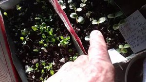 Как вырастить цветы для продажи, если условий нет