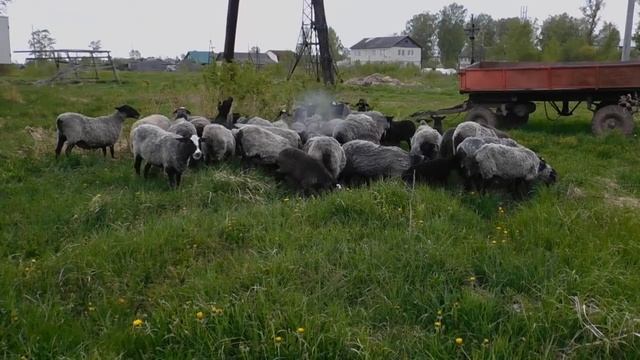 выпас романовских овец июнь 2022