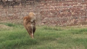 maggi Tibetan mastiff female