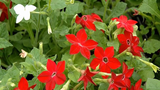 How to Grow Nicotiana Plants at Home смотреть онлайн
