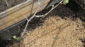 Как вырастить крупный виноград.