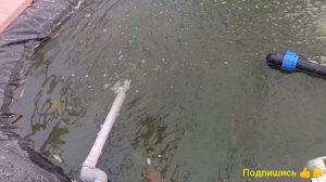 умерла рыба от известкования воды??? Как убрать цветение воды. Разведение карпов кои. Фильтр уф лам