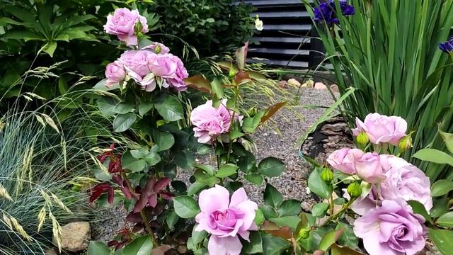 роза Лав сонг смотреть онлайн