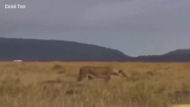 Удивительные случаи со ЛЬВАМИ, снятые на камеру