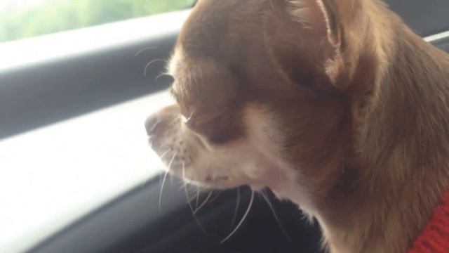 Чихуахуа лает. Chihuahua barking