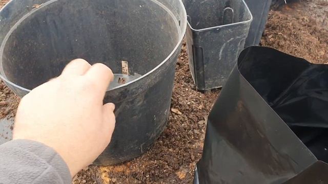 Малина в отапливаемой теплице на раннюю ягоду. смотреть онлайн