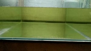 замена воды в аквариуме, новые гуппи