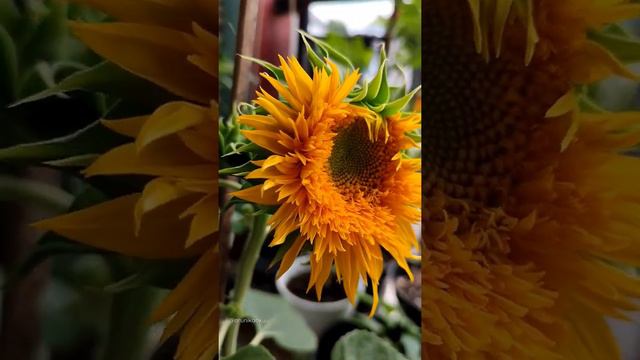 Sunflower Orange Sun | #gardening #sunflower #flowers #orangesun