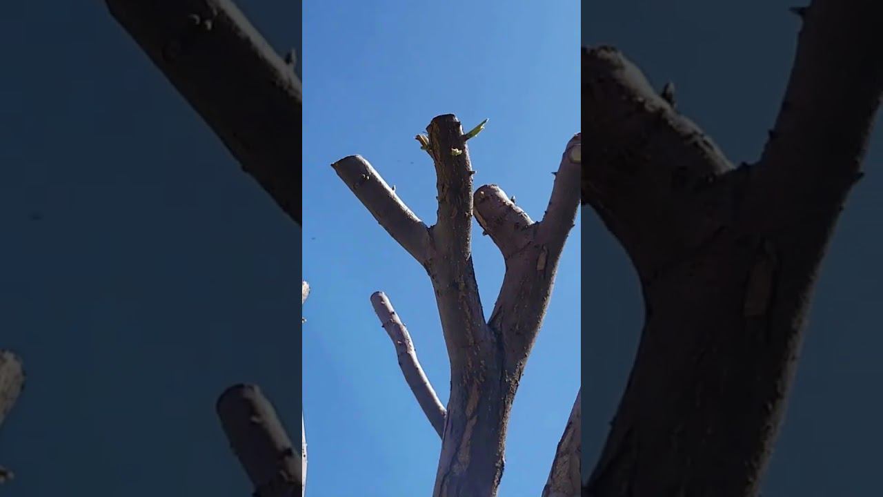 Взрослая яблоня. Кардинальная обрезка. #дача #питомник #сад #огород #garden #flowers #лето #цветы смотреть онлайн