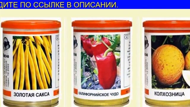 Выбираем Проверенные Сорта Свеклы