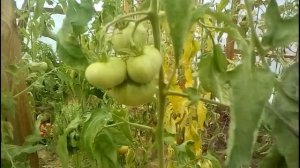 И снова о томатах. Подводим итог