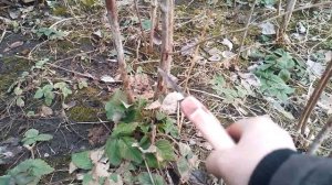 Обрезка малины весной!