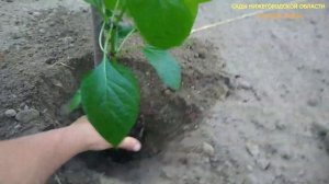 Посадка сладкого перца.Сажаем перец в открытый грунт
