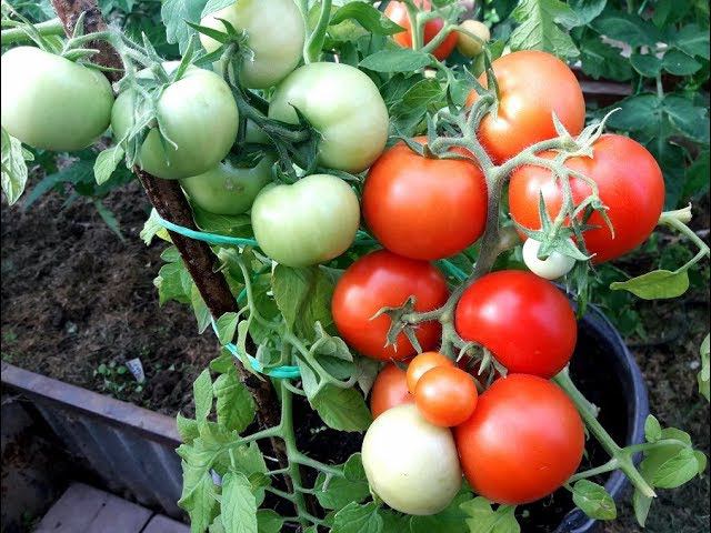 Томат Катя F1, мой отзыв, чем понравился смотреть онлайн