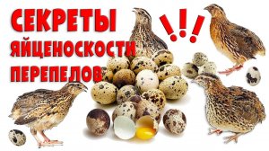 Секреты яйценоскости перепелов / Должен знать каждый птицевод!