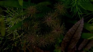 Аквариумный огород 250 литров. Капризный травник.