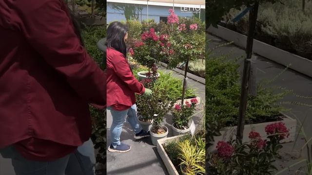 Как зимует индийская сирень Лагерстремия, и как за ней ухаживать? смотреть онлайн