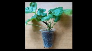 Пеларгония Ирида Танец Мотыльков?Прекрасная незнакомка...12 достоинств !Лучшие сортовые пеларгонии.