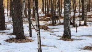 Встреча с волками в Пермском крае.