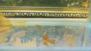 ПРОДАЮ  ГУППИ -   ТУКСЕДО , ЖЕЛТЫЕ , САНСЕТ + СОМ СУПЕР РЕД ВУАЛЬ #ПРОДАЮАКВАРИУМНЫХРЫБОК