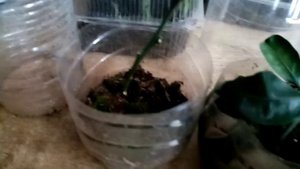 4 месяца укоренения мандарина в тепличке  какой результат