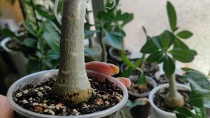 АДЕНИУМЫ РЕЗУЛЬТАТ прививок августа #адениум #adenium