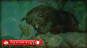 Кошачий медведь, животные Азии, бинтуронг, редкие животные