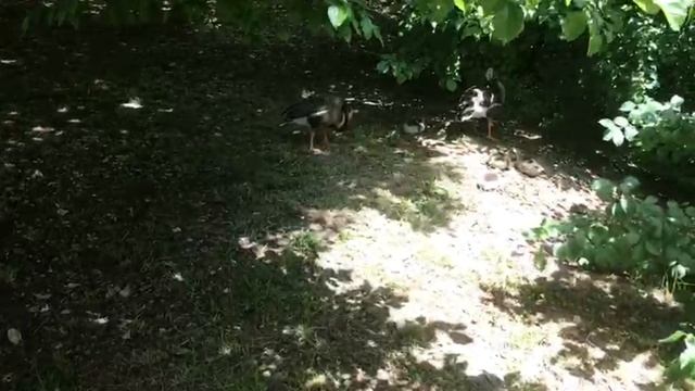 Станица НАТУХАЕВСКАЯ/ парк живой природы/Алиса Абаимова смотреть онлайн