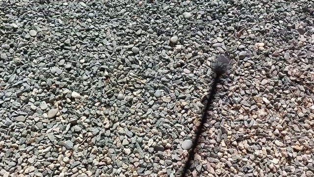 от блох и клещей ошейник #Форесто,мои рекомендации питомник #чихуахуа Кастропуло Крым #обработки