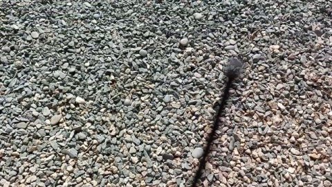 от блох и клещей ошейник #Форесто,мои рекомендации питомник #чихуахуа Кастропуло Крым #обработки