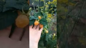 Малина Желтый Гигант.