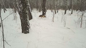Забавные животные. С этой хаски только клад искать.