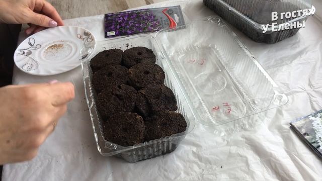 БУКЕТНЫЙ ПОСЕВ ЛОБЕЛИИ и дальнейший уход / в торфяные таблетки / ПОДРОБНО