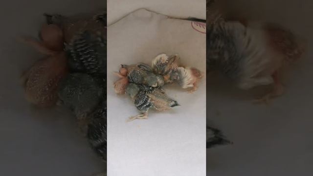 Наши малыши-волнистики?Маленькие волнистые попугаи/Parrots#shorts
