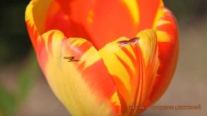 Тюльпан гибридный Баня-Лука (tyulpan-banya-luka) ? обзор: как сажать, луковицы тюльпаны Баня-Лука