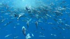 Amazing underwater life in the Atlantic  - La Palma coasts - Canary Islands - Africa