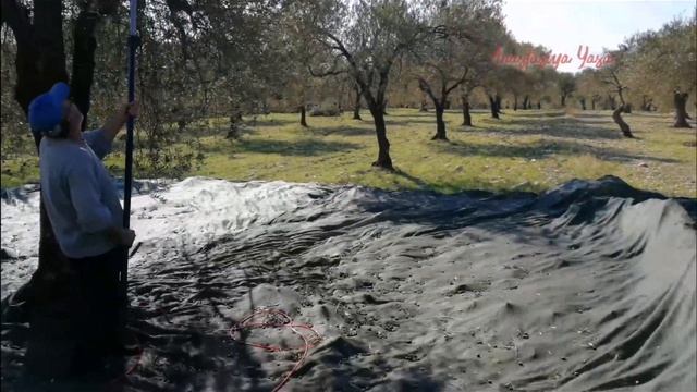 СБОР ОЛИВОК в Турции/ДОХОД от урожая? ЧЕМ собираем оливки в Измире? смотреть онлайн