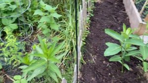 Hey Kim! Full Native and Food Garden Tour!