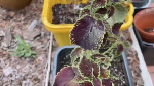 ВЫСАДКА КОЛЕУСОВ НА МПЖ