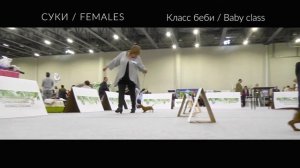 «ТАКС-ПАРАД 2017» ТАКСА КРОЛИЧЬЯ ГЛАДКОШЕРСТНАЯ. Класс беби.