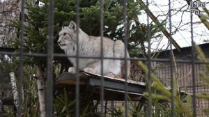 Восточно сибирская рысь Питание на ilikepet