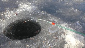 Зимний карась на мотыля. Рыбалка в декабре