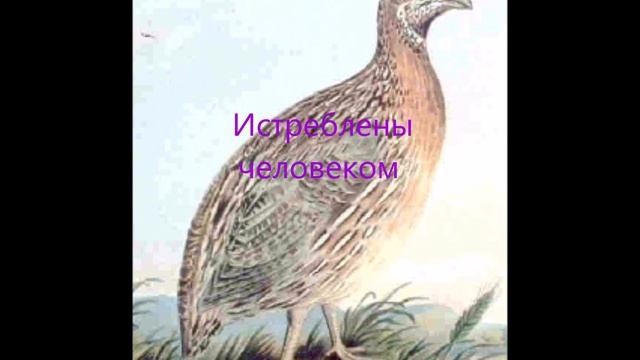 Породы перепелов